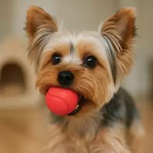 멍멍토이 강아지 공 장난감 4.5cm 강아지볼 강아지공놀이장난감