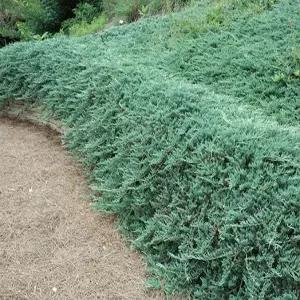 묘목 바하브(미국눈향나무) 70~80CM 포트묘 [] 조경수/정원수/K0437