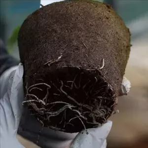 모종 지피 화분 세트 키우기 어린이 화분 세트 관찰 텃밭