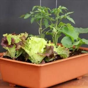 초보자용 베란다 텃밭 세트 어린이 미니 텃밭 세트 가정용 재배