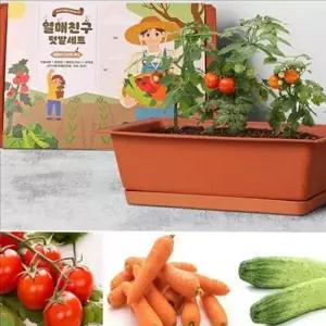 초보자 베란다 텃밭 세트 가정용 채소 키우기 세트 미니 화분