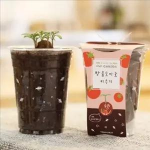 미니 방울 토마토 화분 키우기 어린이 화분 세트 베란다 텃밭