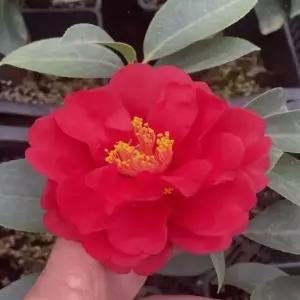 묘목 사계동백나무(대륜)  _ 수고 30~40cm 포트묘 [] 조경수/정원수/K0547