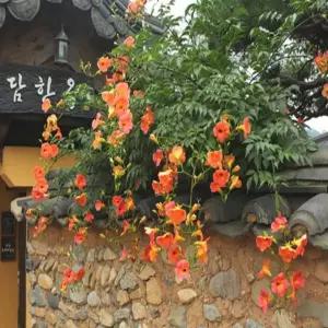 묘목 능소화 _ 삽목 2년[포트묘 2개묶음] 조경수/정원수/K0590