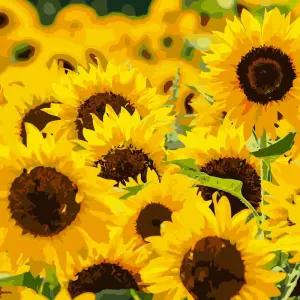 하모니아트 DIY 유화그리기 그림그리기 세트 페인팅 40x50 해바라기 들판그리기 DIY명화그리기 그리기 꾸미