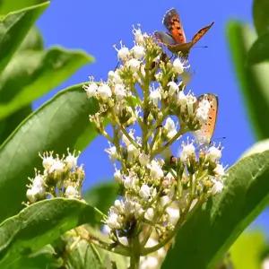 묘목 아왜나무 _ 수고1.0M 포트묘 [ ] 조경수/정원수/K0606