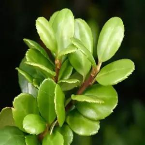 묘목 꽝꽝 나무 _ 수고 30CM묘 [4주묶음] 조경수/정원수/K0610