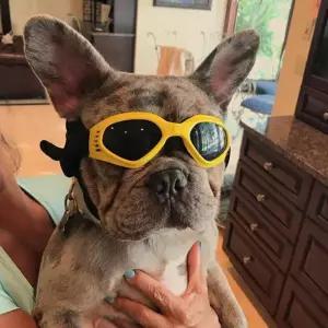 애견용 UV 차단 선글라스 반사경렌즈교환 컬러 반려견외출 묘용품 산책 애완동물 패션 강아지 고양이 액세