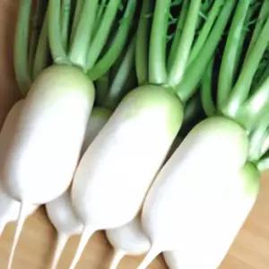 동치미 무 갓 씨앗 20g 김장 배추 모종 고추 새싹 텃밭 농사 채소 육성 수경재배 유기농