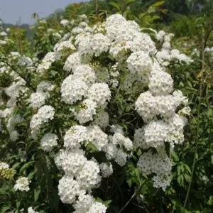 묘목/조팝나무 공조팝 수고 100cm /다섯주묶음 KJ1932