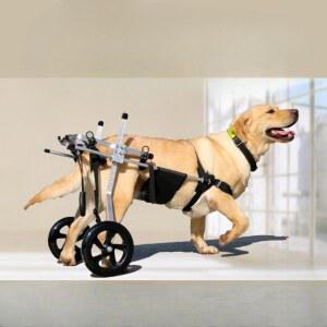 샤크팡 보행기 뒷다리 대형견 훈련