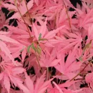 정원수 조경수 묘목/단풍나무 -테일러- 접목1년 포트묘 KJ3121