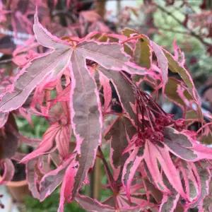 정원수 조경수 묘목/단풍나무 -쉬라즈- 접목 1년 포트묘 KJ3104