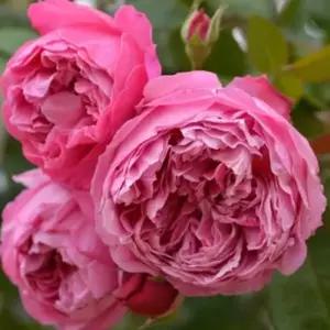 묘목 rose/장미 로사오리엔티스(포유어홈) 병충해 강한 관목형-접목2년 대묘 KJ3169