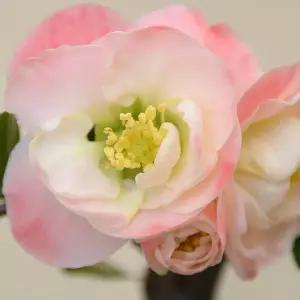 묘목 -명자나무 -우의-수고 40~50cm 포트묘   KJ1347