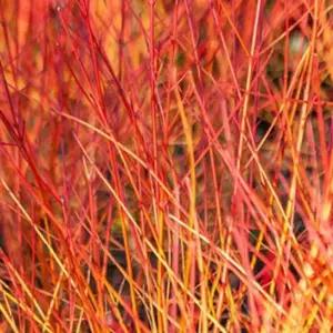 묘목/말채나무- 애니윈터오렌지-2년생 포트묘-두개묶음  KJ1741