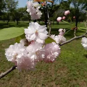 묘목/벚나무 나라팔중(나라팔중벚) 접목 1년   KJ980