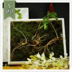 산양산삼 5년근 3뿌리 산삼 선물