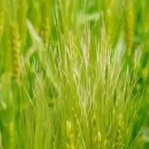 청보리씨앗 재래종 원예 녹비 보리재래종 녹비원예씨앗 (WFJ7CVH)