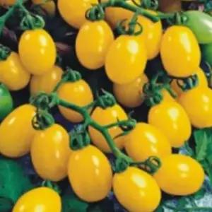 화분용 노랑대추방울토마토 과일토마토씨앗 화분용방울토마토 (WFKBY65)