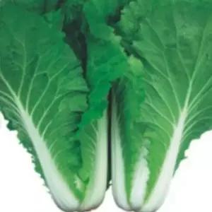 서울배추씨앗 배추씨앗 채소종자 채소씨앗20g 배추종자 서울배추 (WFKBYNY)