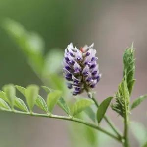 꽃씨 야생화씨앗 감초씨앗 감초종자 500g 500g야생화씨앗 (WFKBYU1)