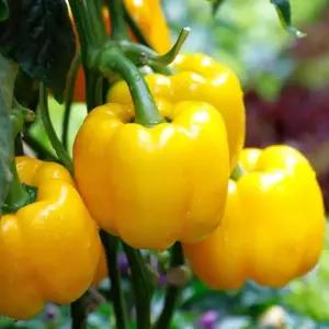 미니피망씨앗 식용미니피망종자 아골드씨앗 (WFKBY3Y)