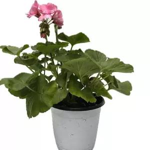 베하몰 실내 화초 페라고늄 랜덤발송 31cm원예장식 식물 용식물 인테리어 인테리어용 꽃 고꽃 고늄