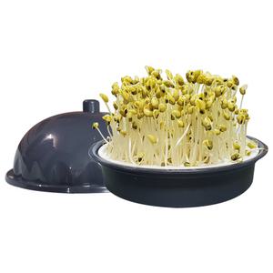 콩나물재배기 / 가정용 학습용 오리태 수박태 500g