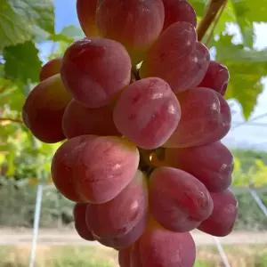 [충북농원] 바이올렛킹 포도나무 묘목 - 포트묘