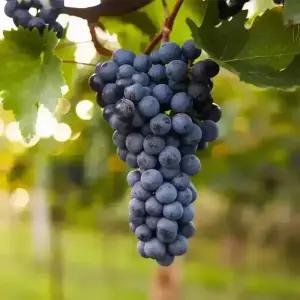 [충북농원] MBA 슈퍼머루포도 포도나무 묘목 - 1~2년생/삽목묘