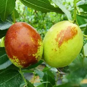 [충북농원] 복조대추 대추나무 묘목 - 1~3년생 접목묘