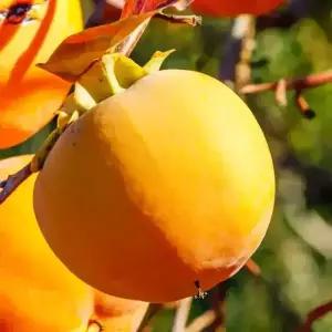 [충북농원] 태추 단감나무 묘목 - 1년생/접목묘