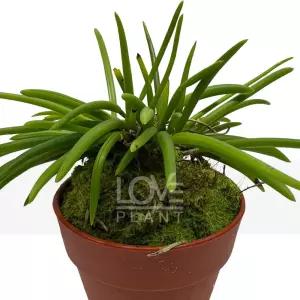 렙토스바이칼라 렙토테스 소형 난 착생란 하얀 꽃 서양란 난초 난 키우기