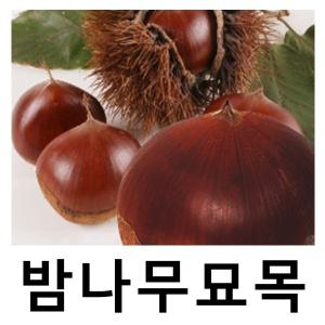 밤나무 묘목 무장 접목1년