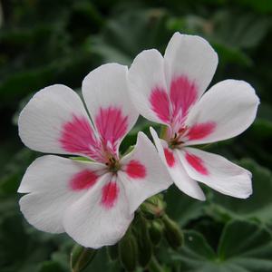 싱글 아이비 튤립 로즈버드 제라늄VI 모종 유럽제라늄 아메리카나 화이트 스플래쉬 살몬프린세스 피코티핑크 야생화