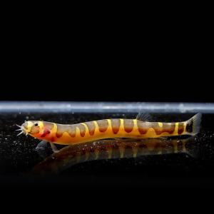 티아쿠아 열대어 쿨리로치 2마리 관상어