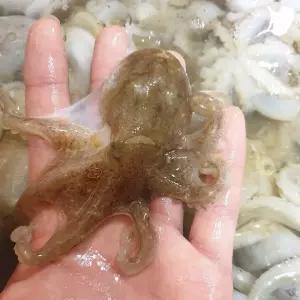 서해안 활 쭈꾸미 1kg 10미내외 생물 주꾸미 중국산 매일새벽통관 생주꾸미 알배기랜덤