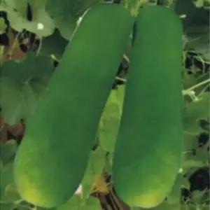 장형식용박 채소씨앗 열매종자 식용박채소씨앗 장형열매종자 (WFJ70PL)