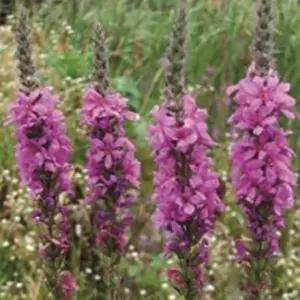 부처꽃씨앗 야생화 정원용 부처꽃재배씨앗 정원용야생화씨앗 (WFJ780I)