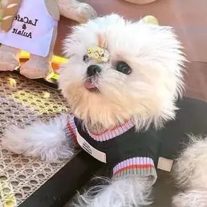 댕댕이 겨울 외출용 따뜻한 니트조끼 P62499 외투