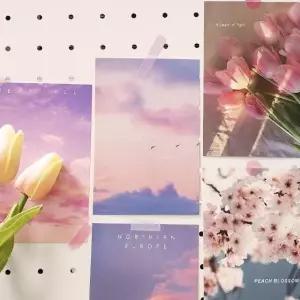 컬러 엽서 핑크톤 감성 모음 (WFKBKRS)