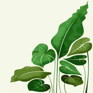 [하모니아트]DIY 유화그리기 그림그리기 세트 유화페인팅 40x50 몬스테라