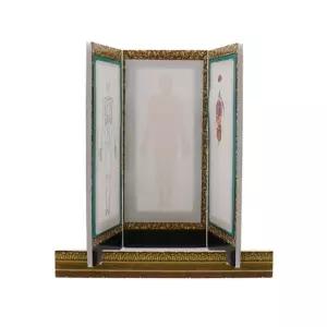 인체 내부 모형 만들기 5인 세트과학장난감 초등 교구 놀이 어린이 관찰 학습