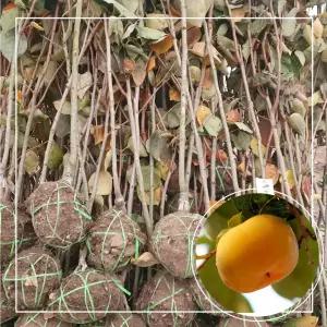 서울농원묘목/월하감 월하시 감나무 묘목 3년생 결실주 분묘 분다리