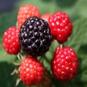 묘목 슈퍼복분자_ 삽목1년 [2주묶음] 조경수/정원수/K0248