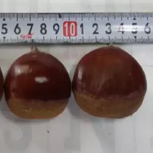 유실수 묘목 밤나무 무장 접목1년  KJ0261