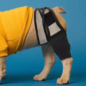 강아지 통깁스 슬개골 고관절 보호대 스트랩 S슬 탈구 보호 관절 쓸개골 보조기