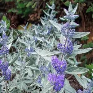 묘목 층층이꽃(스텔링실버) _ 5치포트묘 [] 조경수/정원수/K0625