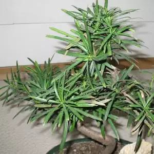 묘목/나한송 상록침엽수 /3년생 포트묘/두개묶음  KJ1471